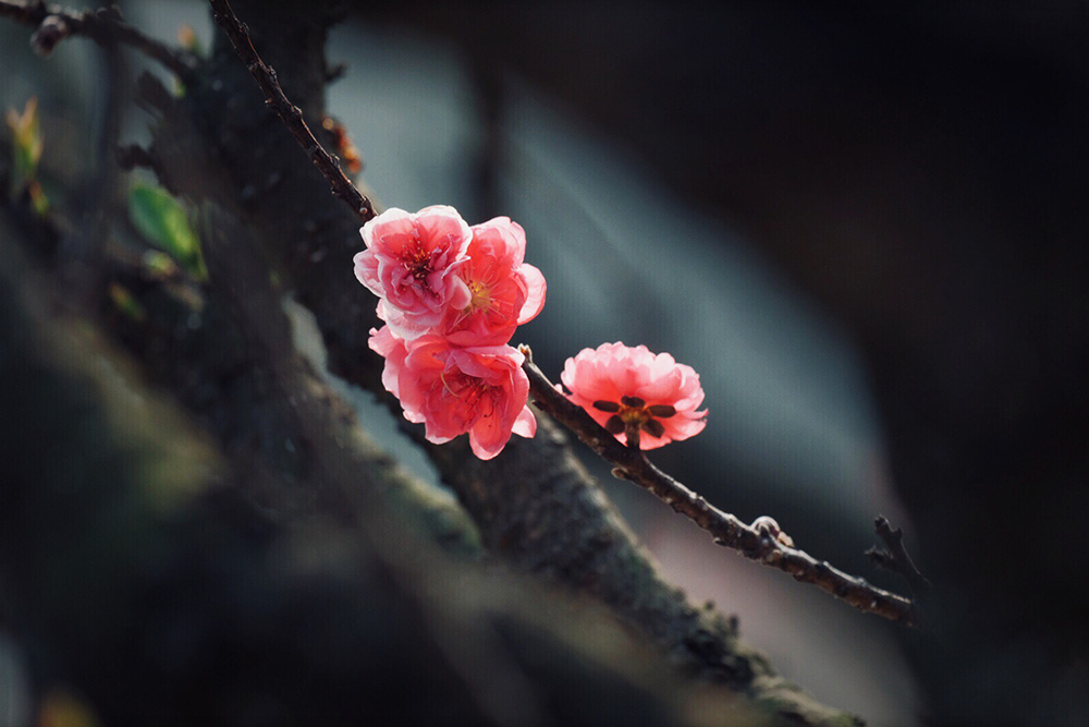 老樹桃花